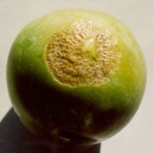 Carbon dioxide toxicity in an apple peel.