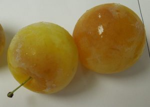 Chilling injury in Shiro plums.