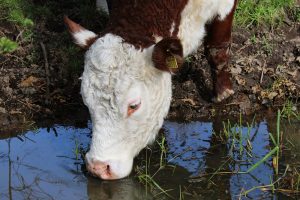 cow drinking