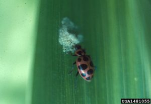 Spotted lady beetle feeding on fall armyworm