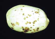 Potato tuber with powdery scab lesions