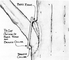 Illustration shows where to saw off a larger limb from an apple tree; do make the cut outside the branch collar and branch ridge.