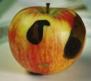 soft scald symptoms on apple: blackening of the skin
