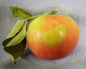 soft scald symptoms on a Honeycrisp apple: discoloration of the skin