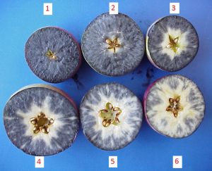 6 different starch staining patterns in McIntosh apples.