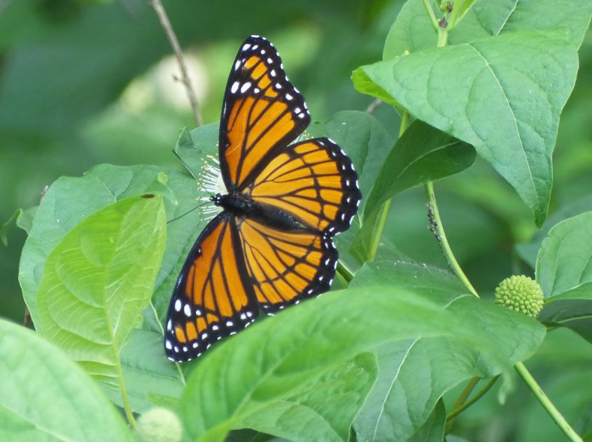 Bulletin #7151, Landscaping for Butterflies in Maine - Cooperative ...