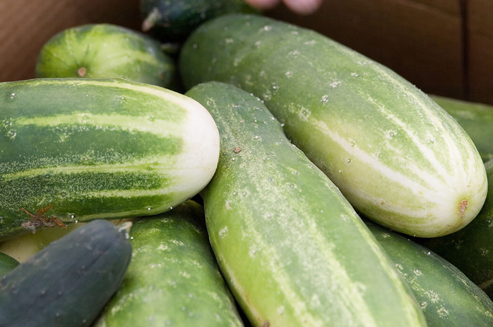 In Season: Cucumbers, Everything to Know about Cucumbers, Cooking School