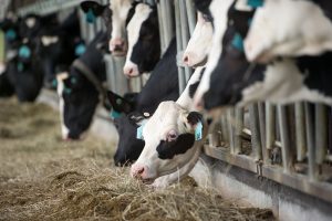 Dairy cows eating hay in barn
