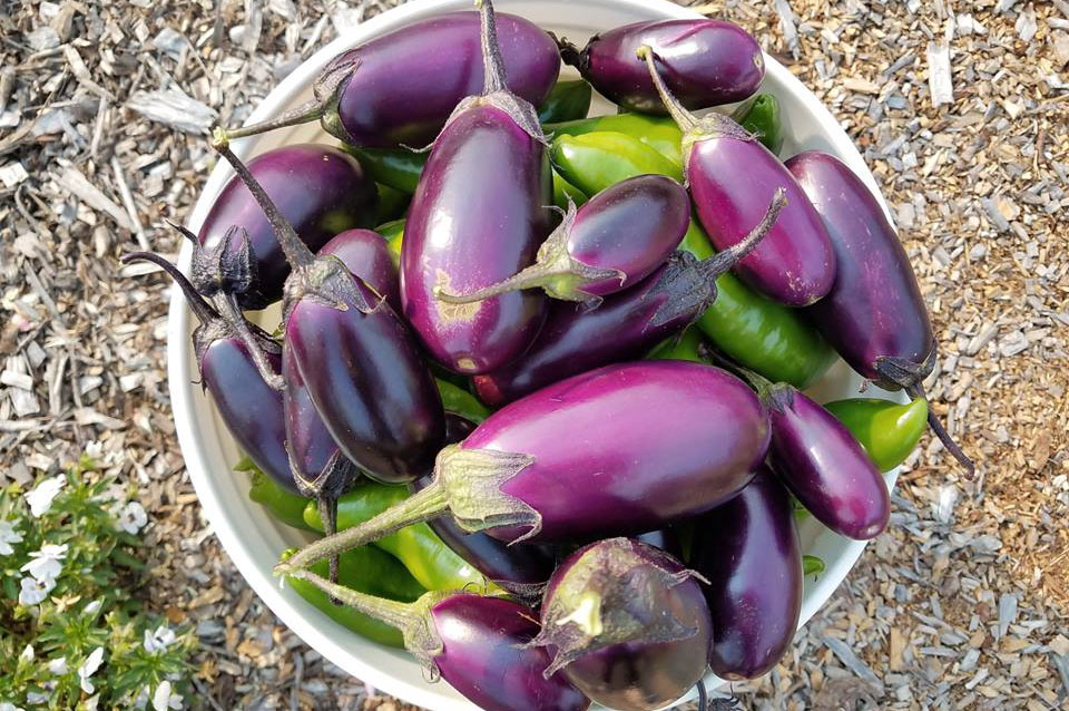 Bulletin #4307, Vegetables and Fruits for Health: Eggplant