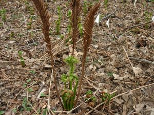 fiddlehead fronds gone to seed