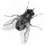 Illustration of a house fly