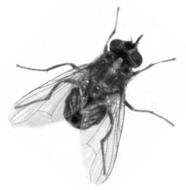 Illustration of a house fly