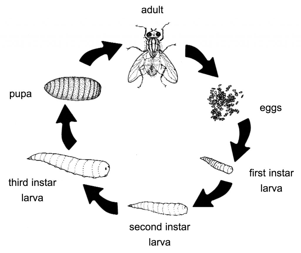 Illustration showing the life cycle of a fly: eggs, first instar larva, second instar larva, third instar larva, pupa, adult