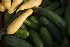 zucchini and summer squash