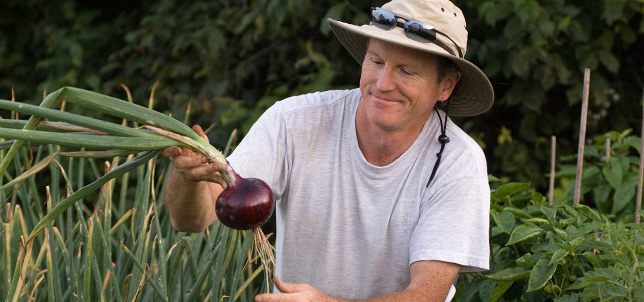 John Jemison harvesting onions in a community garden