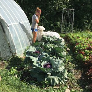 Giant red cabbages in the garden