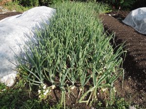 well-spaced onions in the garden