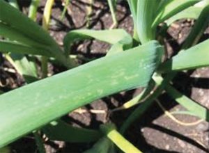 onions damaged by thrips