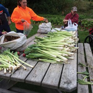 Harvested leeks ready for delivery