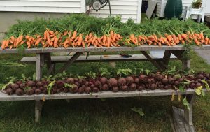 harvested carrots and beets