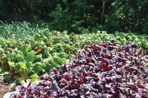Swiss chard and beets growing in the garden