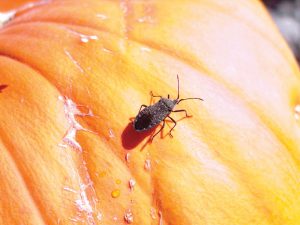 squash bug on a pumpkin