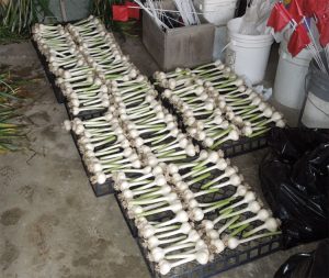 Garlic for seed stored on upside-down plastic vegetable flats in a cool, dry garage space.
