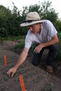 John Jemison thins rows of seedlings in the garden