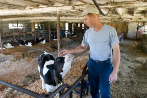 dairy farmer with calf