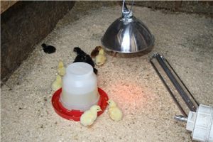 chicks with heat lamp