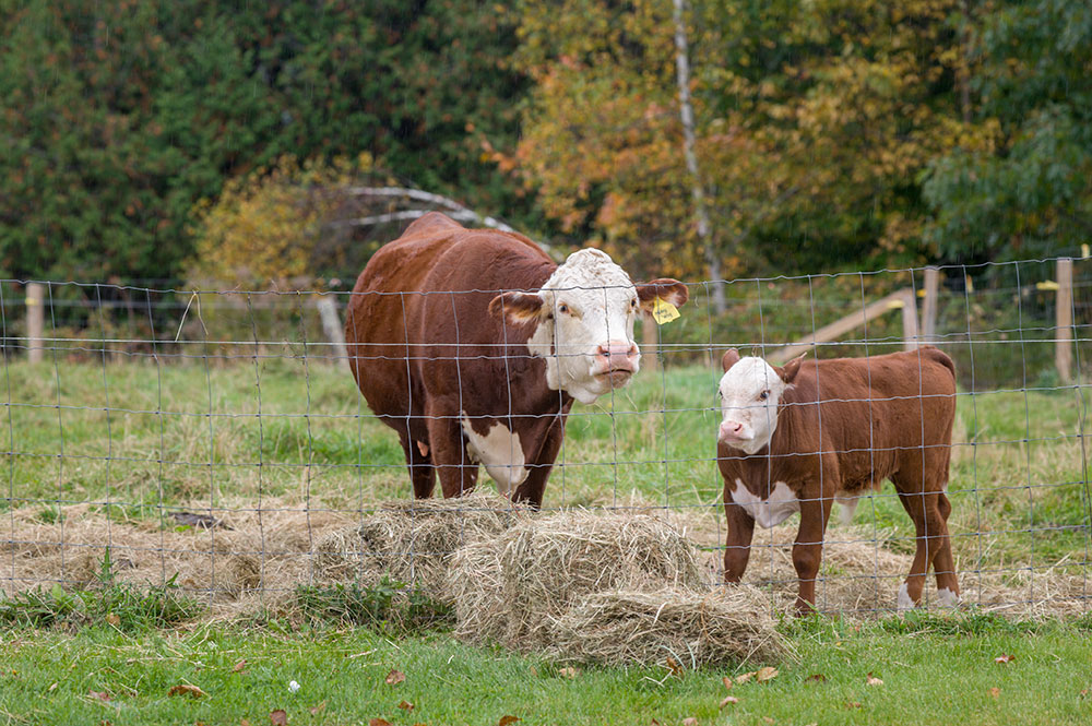 dairy cow and calf in pasture