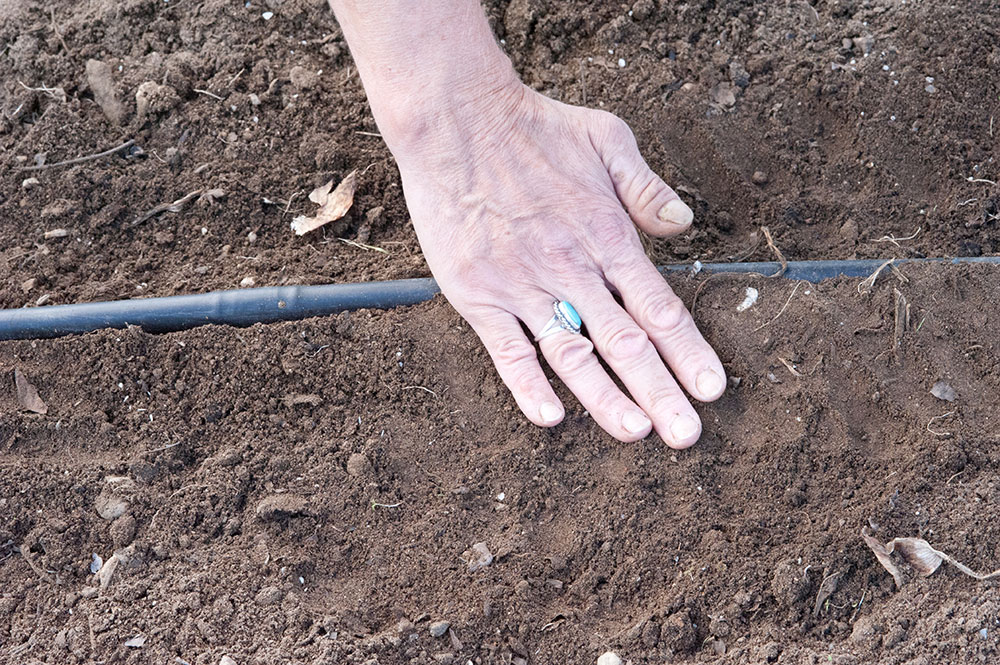 planting seeds in a garden with drip irrigation