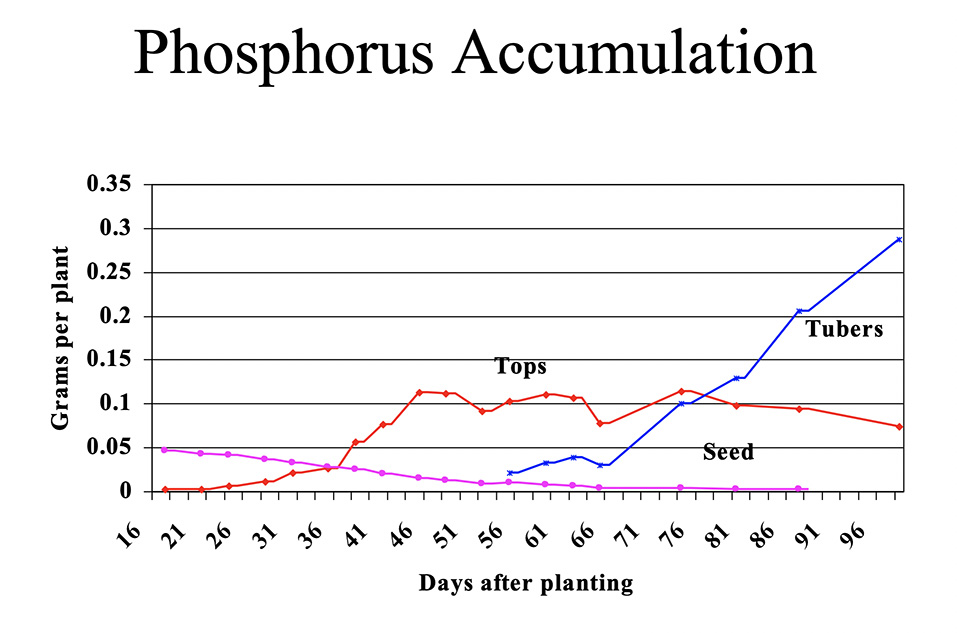 Chart showing Phosphorus accumulation in potato plants, Maine