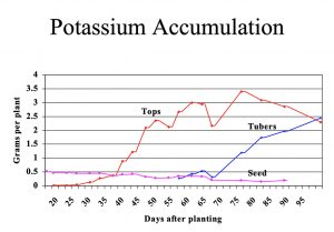 Chart showing K accumulation in potato plants in Maine.