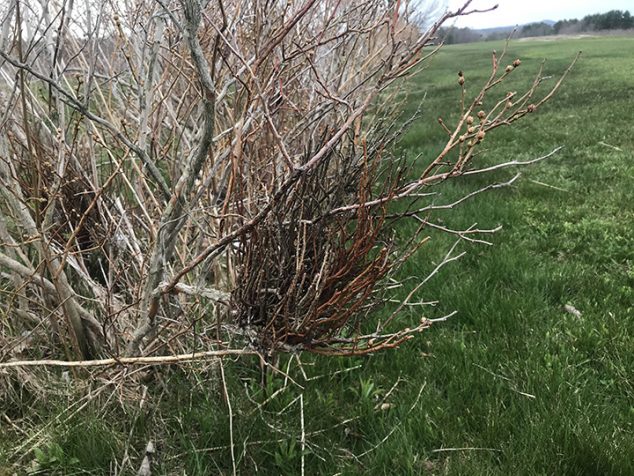 Witches Broom Of Blueberries Cooperative Extension Publications University Of Maine 4962