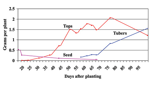Chart showing the nitrogen accumulation in potatoes