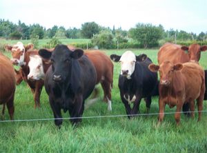 mixed beef cattle on pasture