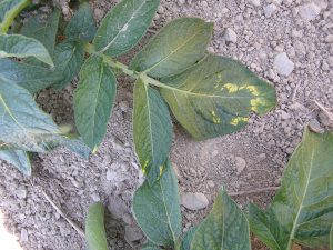 Foliage symptons showing chevron or V pattern of mop-top virus on potato plant.