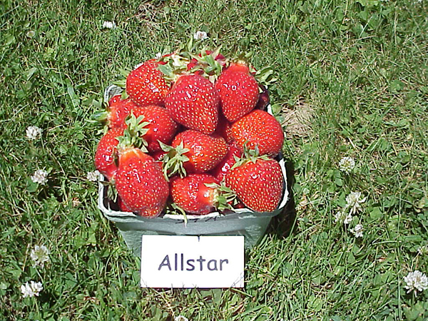 basket of Allstar strawberries