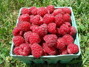 Basket of Boyne variety raspberries