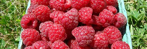 Basket of Boyne variety raspberries