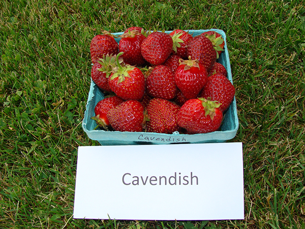 basket of Cavendish strawberries