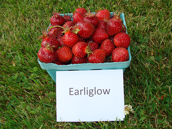 basket of Earliglow strawberries