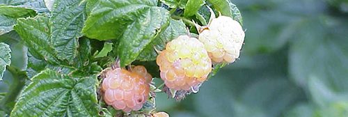 Fall Gold variety of raspberry bush