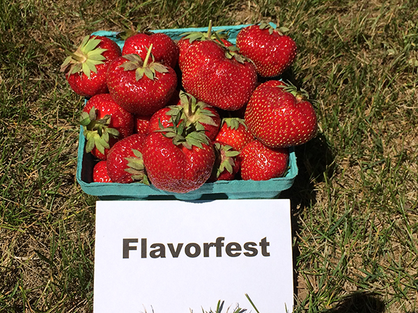 basket of Flavofest strawberries
