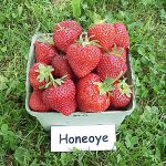 basket of Honeoye strawberries