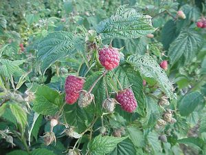 Jaqulyn Nourse raspberry bush