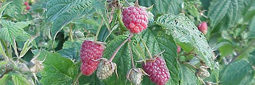 Jaqulyn Nourse raspberry bush