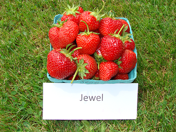 basket of Jewel strawberries
