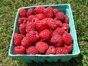 basket of Latham variety raspberries